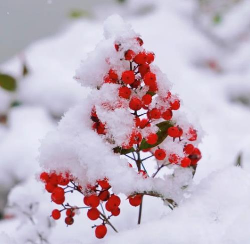 冬日雪舞，校園留痕！回憶無錫商業(yè)職業(yè)技術學院的那場雪！11.jpg