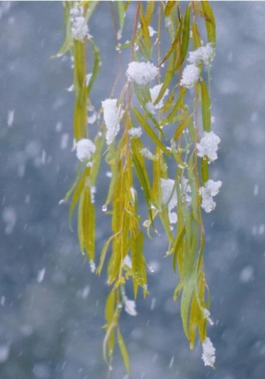 冬日雪舞，校園留痕！回憶無錫商業(yè)職業(yè)技術學院的那場雪！8_副本.jpg