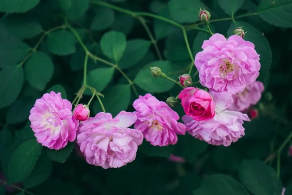 五月夏長(zhǎng)，南醫(yī)大康達(dá)薔薇花開.webp_副本.jpg