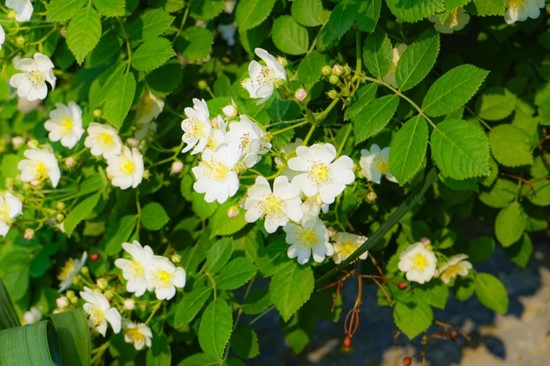 五月夏長(zhǎng)，南醫(yī)大康達(dá)薔薇花開3.webp_副本.jpg