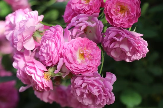 五月夏長(zhǎng)，南醫(yī)大康達(dá)薔薇花開5.webp_副本.jpg