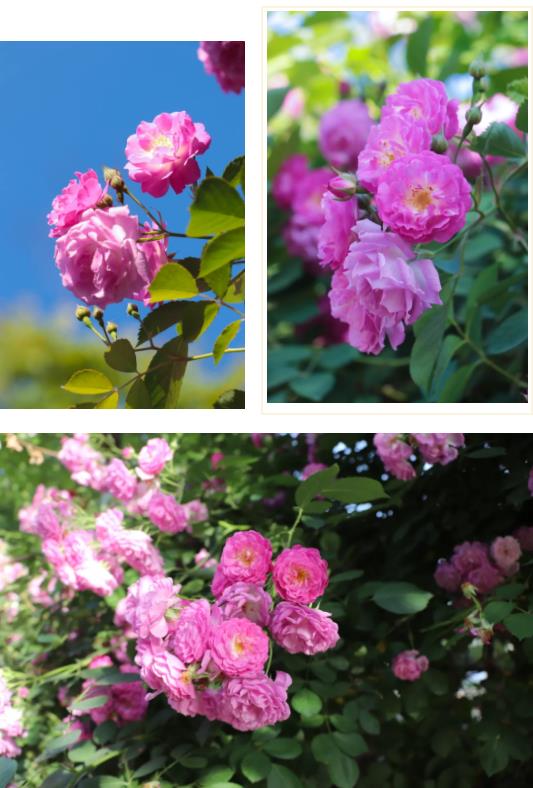 五月夏長(zhǎng)，南醫(yī)大康達(dá)薔薇花開6.jpg