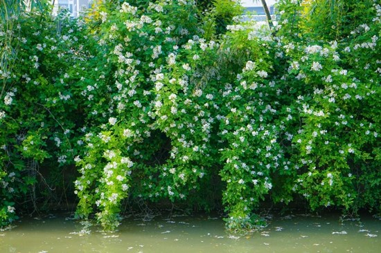 五月夏長(zhǎng)，南醫(yī)大康達(dá)薔薇花開8.webp_副本.jpg