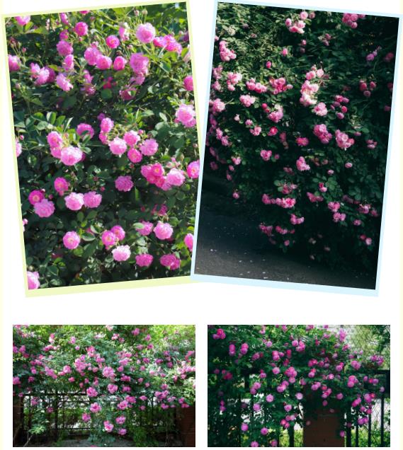 五月夏長(zhǎng)，南醫(yī)大康達(dá)薔薇花開9.jpg