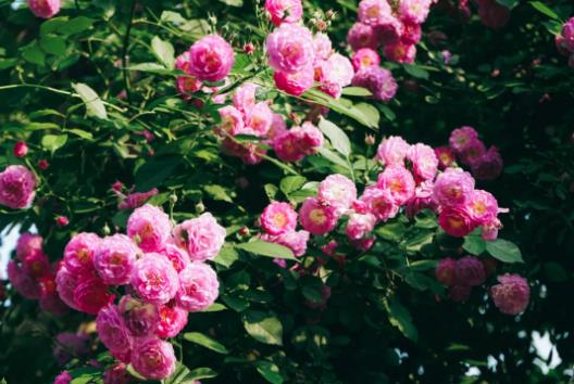 五月夏長(zhǎng)，南醫(yī)大康達(dá)薔薇花開11.jpg