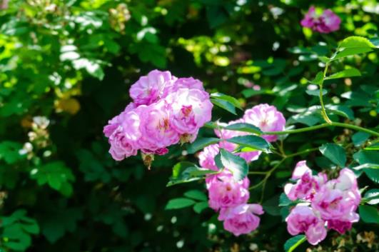 五月夏長(zhǎng)，南醫(yī)大康達(dá)薔薇花開12.jpg