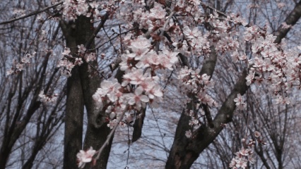 嘿！江蘇經(jīng)貿(mào)職業(yè)技術(shù)學(xué)院的春天按下了播放鍵！_副本.jpg