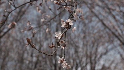 嘿！江蘇經(jīng)貿(mào)職業(yè)技術(shù)學(xué)院的春天按下了播放鍵！4_副本.jpg
