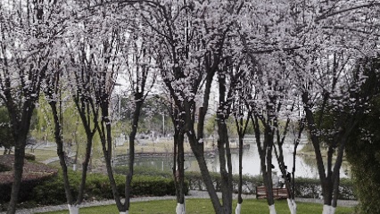 嘿！江蘇經(jīng)貿(mào)職業(yè)技術(shù)學(xué)院的春天按下了播放鍵！5_副本.jpg