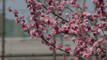 嘿！江蘇經(jīng)貿(mào)職業(yè)技術(shù)學(xué)院的春天按下了播放鍵！6_副本.jpg