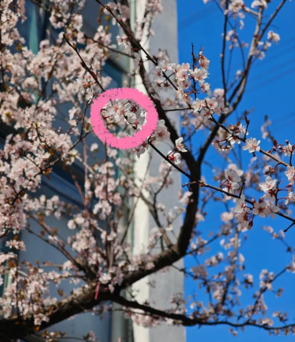 蘇衛(wèi)版夏日限定元素周期表get5.png