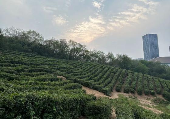 東南大學(xué)成賢學(xué)院校園打卡，看你更pick哪種！6.png