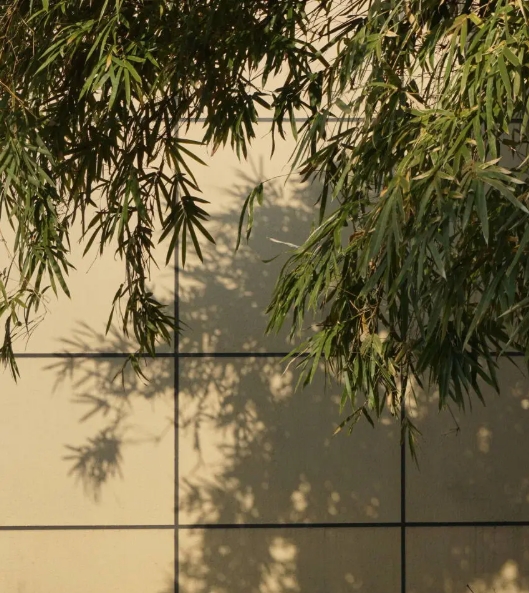 東南大學(xué)成賢學(xué)院校園打卡，看你更pick哪種！16.png